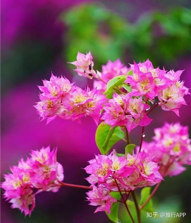 
去嗨皮海内游｜一起去西双版纳吧 看看浪漫花城‘英亚官网’(图10)