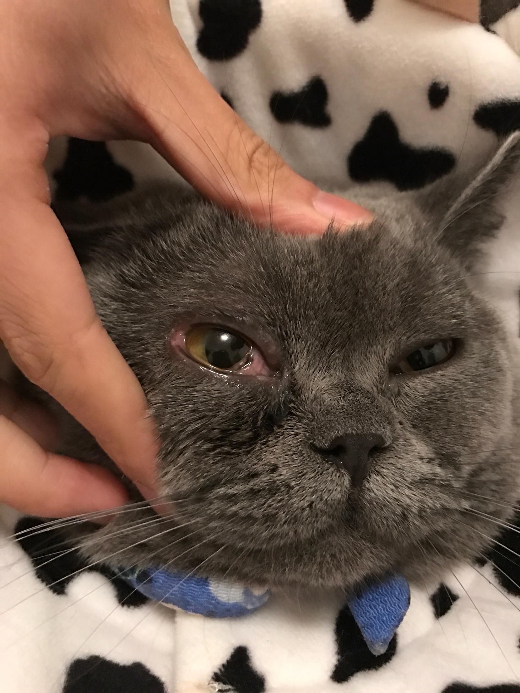 《书灵记》什么时候播出 《书灵记》哪里看更新时间-英亚官方网站(图1) 英亚官方网站