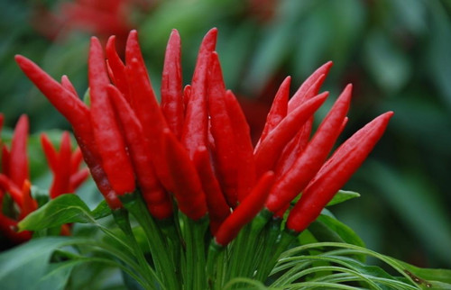 英亚官网首页_新海诚女儿将主演真人电影 天才童星甜美可爱(图1) 英亚官网首页