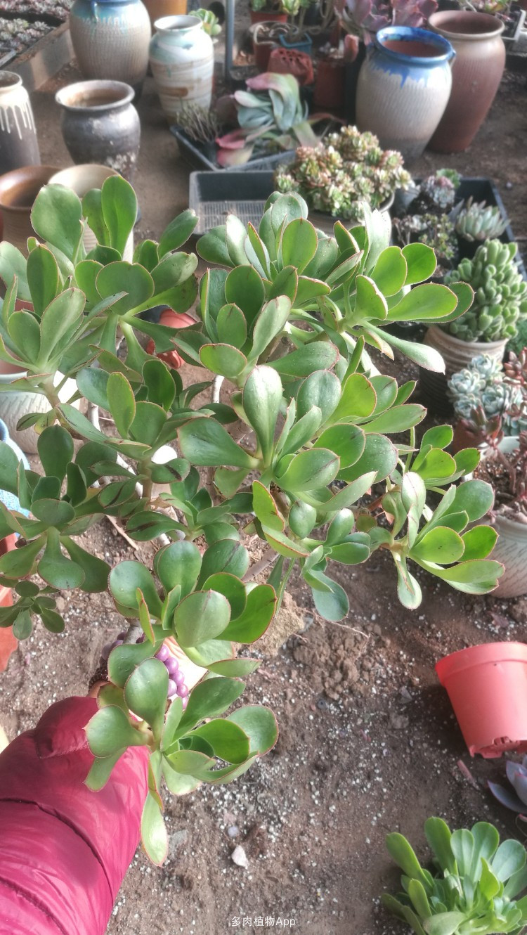 《博人传之火影忍者次世代》漫画第8话图解:英亚官网(图2) 英亚官网